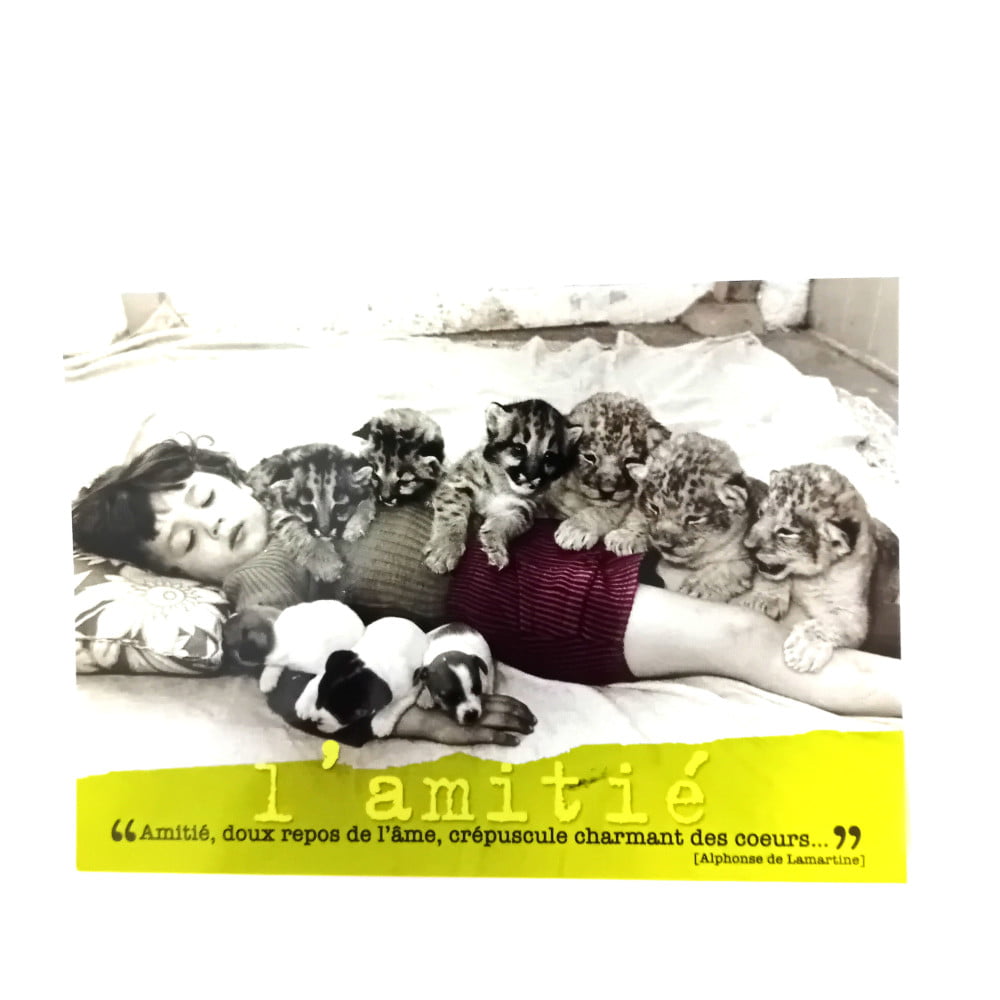 Carte postale citation L'amitié